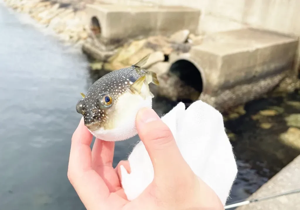 魚のふぐを持っている