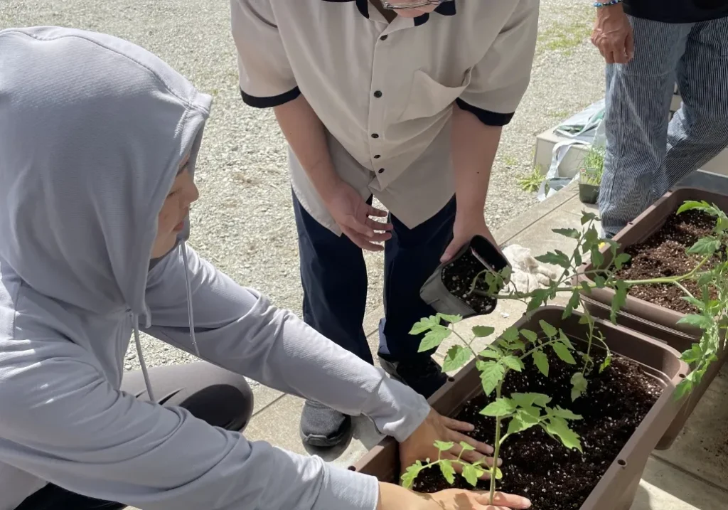 プランターに植物を植えている